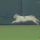 This cat just earned Eadweard Muybridge $25,000.